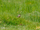 Stonechat - Kląskawka